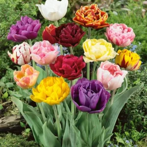 10 Double Peony Tulip Bulbs Mixed | Perennial Flower Bulbs for Garden - Image 5