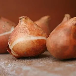 10 Double Peony Tulip Bulbs Mixed | Perennial Flower Bulbs for Garden - Image 6