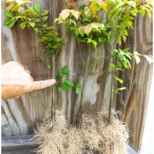 10 Dwarf Burning Bush Bare Root Plants, 4-8