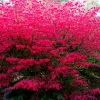 10 Dwarf Burning Bush Bare Root Plants, 4-8" Tall, Hardy Ornamental Shrub, Red Fall Foliage - Image 1