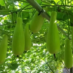 10 F1 Long Bottle Gourd Seeds for Planting - Lagenaria siceraria - Image 3