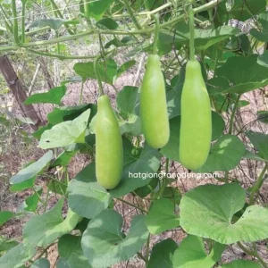 10 F1 Long Bottle Gourd Seeds for Planting - Lagenaria siceraria - Image 6