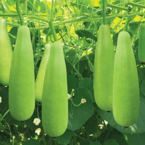10 F1 Long Bottle Gourd Seeds for Planting - Lagenaria siceraria - Image 1