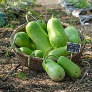 10 F1 Short Wax Gourd Seeds for Planting - Hybrid Bottle Gourd Seeds - Image 3