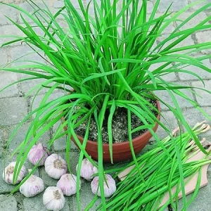 10 Garlic Chives Live Plants for Outdoor Planting, Well Rooted Heirloom Leek - Image 5