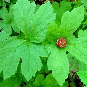 10 Goldenseal Plant Roots - Perennial Herb for Planting - Image 7