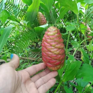 10 Hawaiian Awapuhi Shampoo Ginger Rhizomes - Zingiber Zerumbet Bulbs - Image 4