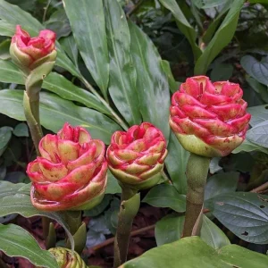 10 Hawaiian Awapuhi Shampoo Ginger Rhizomes - Zingiber Zerumbet Bulbs - Image 1