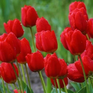 10 Ice Cream Tulip Bulbs for Fall Planting - Perennial Flower Bulbs - Image 2