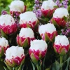10 Ice Cream Tulip Bulbs for Fall Planting - Perennial Flower Bulbs - Image 1