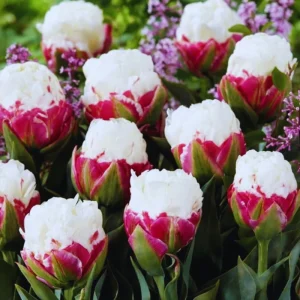 10 Ice Cream Tulip Bulbs for Fall Planting - Perennial Flower Bulbs - Image 1