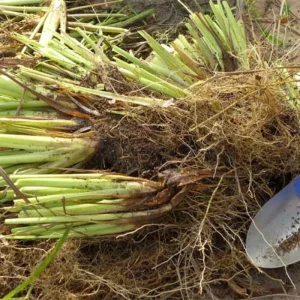 10 Lemongrass Live Plants 5-9