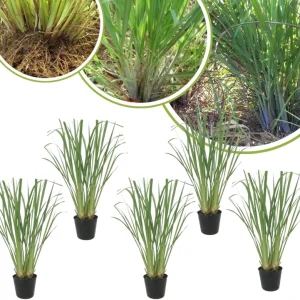 10 Lemongrass Live Plants 5-9