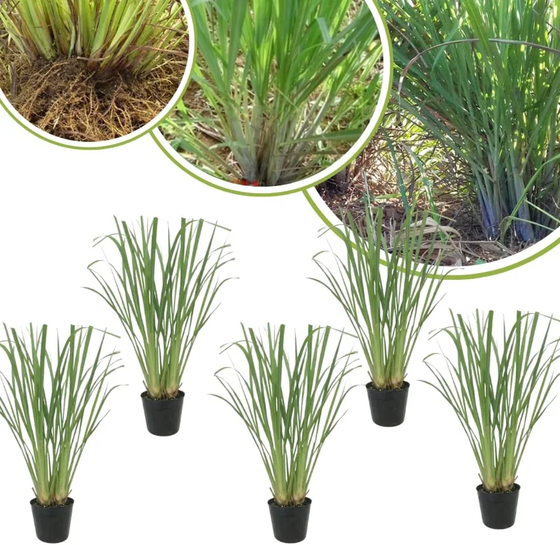 10 Lemongrass Live Plants 5-9" Tall - Fragrant Culinary Herb for Outdoor Planting - Image 4