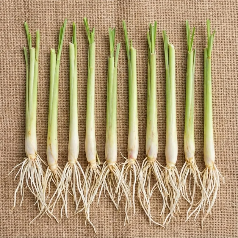 10 Lemongrass Live Plants 5-9" Tall - Fragrant Culinary Herb for Outdoor Planting - Image 5