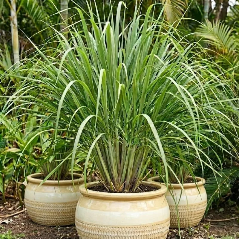 10 Lemongrass Live Plants 5-9" Tall - Fragrant Culinary Herb for Outdoor Planting - Image 6