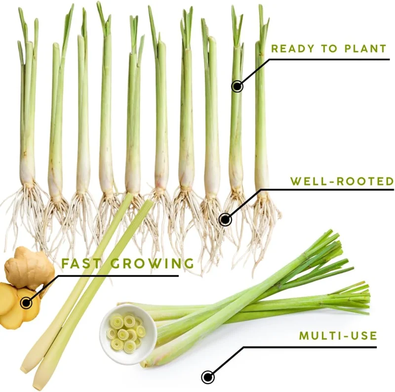 10 Lemongrass Live Plants 5-9" Tall - Fragrant Culinary Herb for Outdoor Planting - Image 8