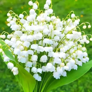 10 Lily of the Valley Bulbs – Fragrant Perennial Flowers for Shade Gardens - Image 5