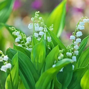 10 Lily of the Valley Bulbs - Fragrant Perennial Flower Bulbs for Outdoor Garden - Image 7