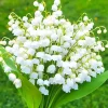 10 Lily of the Valley Bulbs – Fragrant Perennial Flowers for Shade Gardens - Image 1
