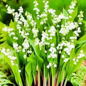 10 Lily of the Valley Flower Bulbs, White Bare Roots for Planting, Indoor/Outdoor - Image 7