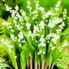 10 Lily of the Valley Flower Bulbs, White Bare Roots for Planting, Indoor/Outdoor - Image 1