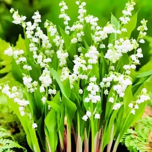 10 Lily of the Valley Flower Bulbs, White Bare Roots for Planting, Indoor/Outdoor - Image 1