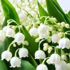 10 Lily of the Valley Roots for Planting - Hardy Perennial White Flowers, Fragrant Ground Cover Bulbs - Image 1