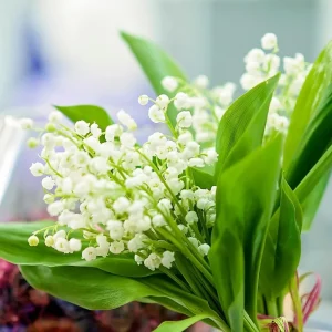 10 Lily of the Valley Roots for Planting - Hardy Perennial White Flowers, Fragrant Ground Cover Bulbs - Image 2