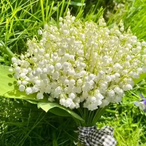 10 Lily of The Valley Roots for Planting - Perennial Sweet White Flowers, Zones 2-9 - Image 3