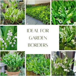 10 Lily of the Valley Roots - Perennial, Fragrant White Flowers, Zones 2-9, Cold Hardy - Image 3