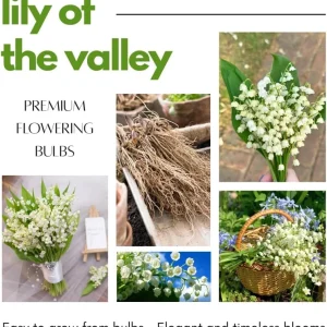 10 Lily of the Valley Roots - Perennial, Fragrant White Flowers, Zones 2-9, Cold Hardy - Image 5
