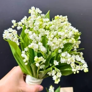 10 Lily of the Valley Roots - Perennial, Fragrant White Flowers, Zones 2-9, Cold Hardy - Image 7