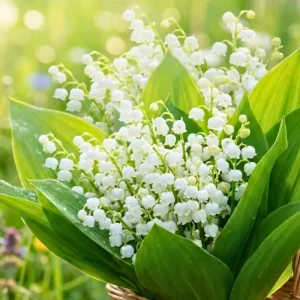 10 Lily of the Valley Roots - Perennial, Fragrant White Flowers, Zones 2-9, Cold Hardy - Image 8