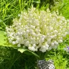 10 Lily of the Valley Roots - Perennial, Fragrant White Flowers, Zones 2-9, Cold Hardy - Image 1