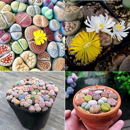 10 Lithops Live Plants - Mixed Living Stones Succulents - Easy Care Indoor - Image 1