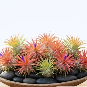 10 Live Air Plants Tillandsia - 2-3 Inches Tall Houseplants for Indoor & Outdoor - Image 1