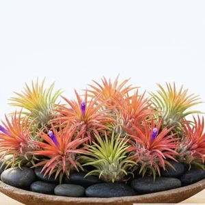 10 Live Air Plants Tillandsia - 2-3 Inches Tall Houseplants for Indoor & Outdoor - Image 6