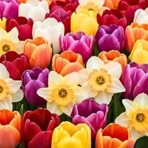 10 Mixed Tulip & Daffodil Flower Bulbs - Spring Blooming, Full Sun - Image 4