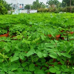 10 Moringa Oleifera Seeds - Drumstick Tree Seeds, Easy Grow - Image 5