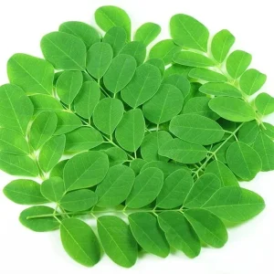 10 Moringa Oleifera Seeds - Drumstick Tree Seeds, Easy Grow - Image 1