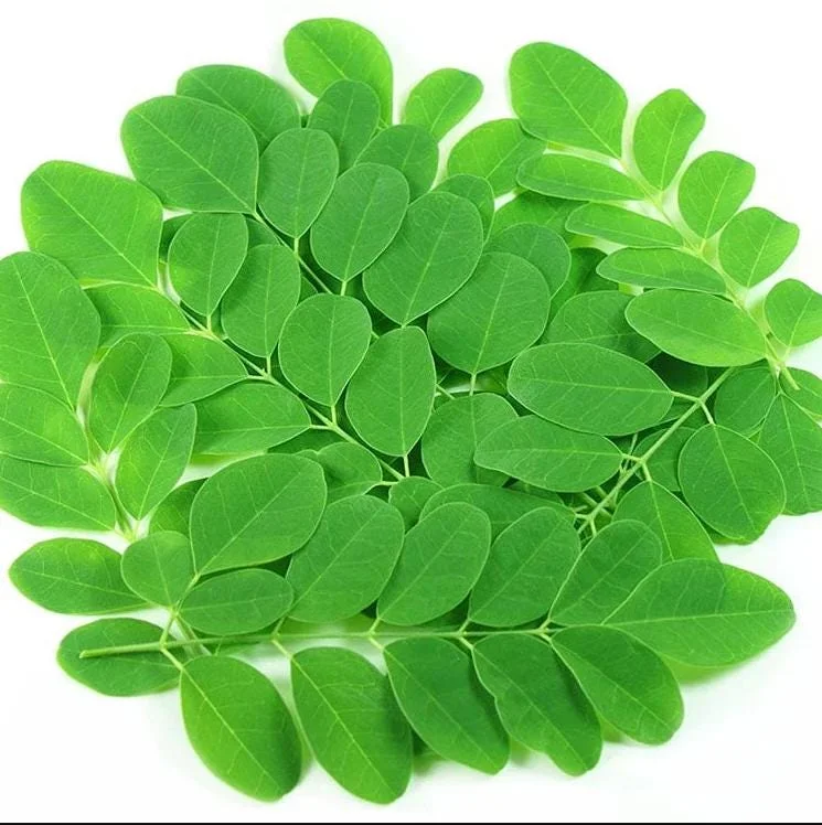 10 Moringa Oleifera Seeds - Drumstick Tree Seeds, Easy Grow - Image 1