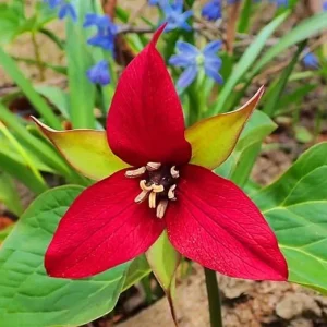 10 Red Trillium Bulbs for Planting - 3 to 5 Inches - Spring Flower Bulbs - Image 5