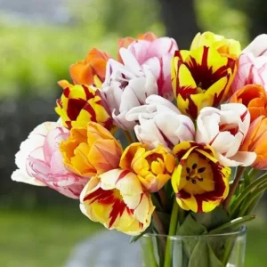 10 Rembrandt Tulip Mix Bulbs - Perennial Flowers for Garden & Containers - Image 6