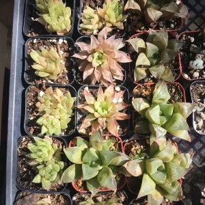 10 See-Through Haworthia Live Succulents - Rare Transparent Window Plants - Image 1