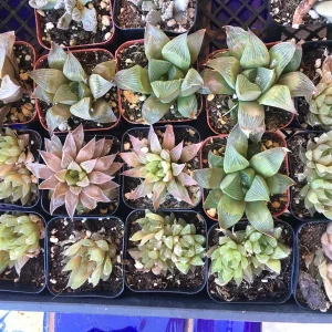 10 See-Through Haworthia Live Succulents - Rare Transparent Window Plants - Image 2