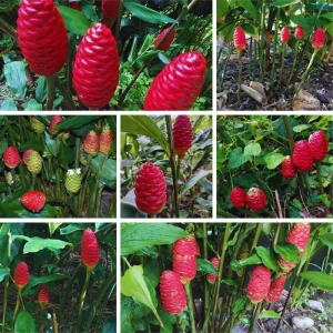 10 Shampoo Ginger Roots (Zingiber Zerumbet) Live Rhizomes - Indoor/Outdoor - Image 2