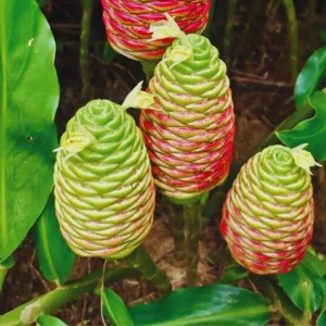 10 Shampoo Ginger Roots (Zingiber Zerumbet) Live Rhizomes - Indoor/Outdoor - Image 1