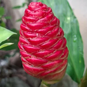 10 Shampoo Ginger Roots (Zingiber Zerumbet) Live Rhizomes - Indoor/Outdoor - Image 4