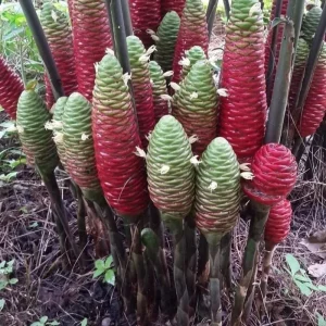 10 Shampoo Ginger Roots (Zingiber Zerumbet) Live Rhizomes - Indoor/Outdoor - Image 5